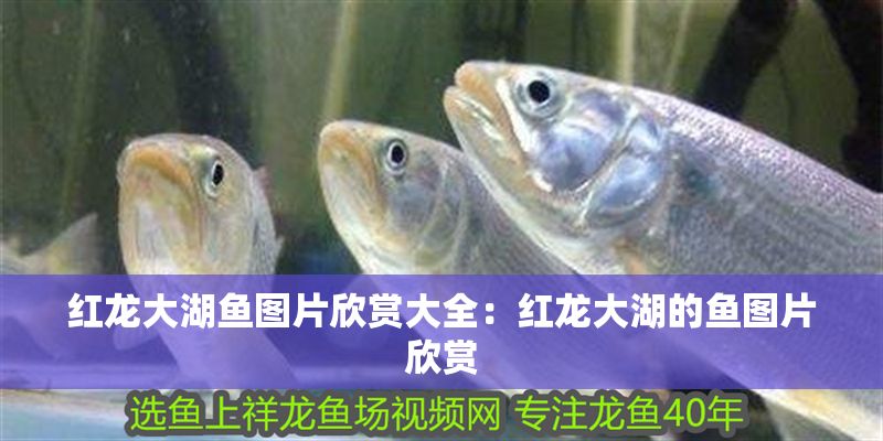 紅龍大湖魚圖片欣賞大全：紅龍大湖的魚圖片欣賞