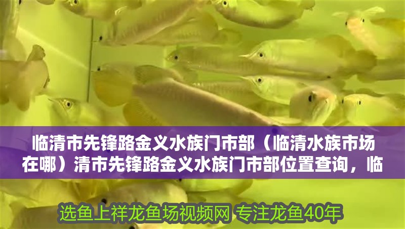 臨清市先鋒路金義水族門市部(臨清水族市場在哪)清市先鋒路金義水族門市部位置查詢,臨清水族市場具體地址 全國水族館企業名錄 第2張 臨清市先鋒路金義水族門市部(臨清水族市場在哪)清市先鋒路金義水族門市部位置查詢,臨清水族市場具體地址 臨清市先鋒路金義水族門市部(臨清水族市場在哪)清市先鋒路金義水族門市部位置查詢,臨清水族市場具體地址 全國水族館企業名錄 第2張