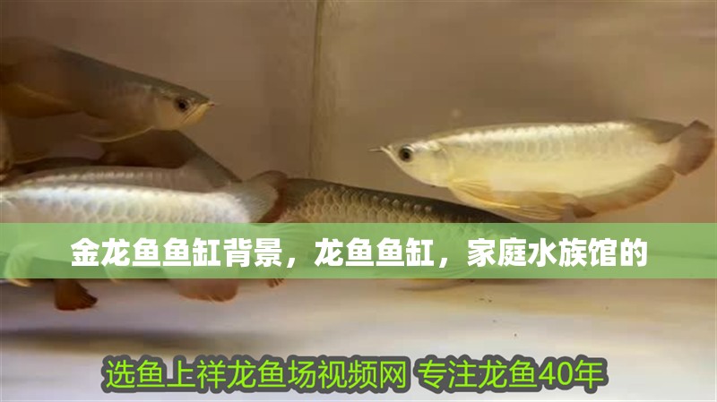 金龍魚魚缸背景，龍魚魚缸，家庭水族館的