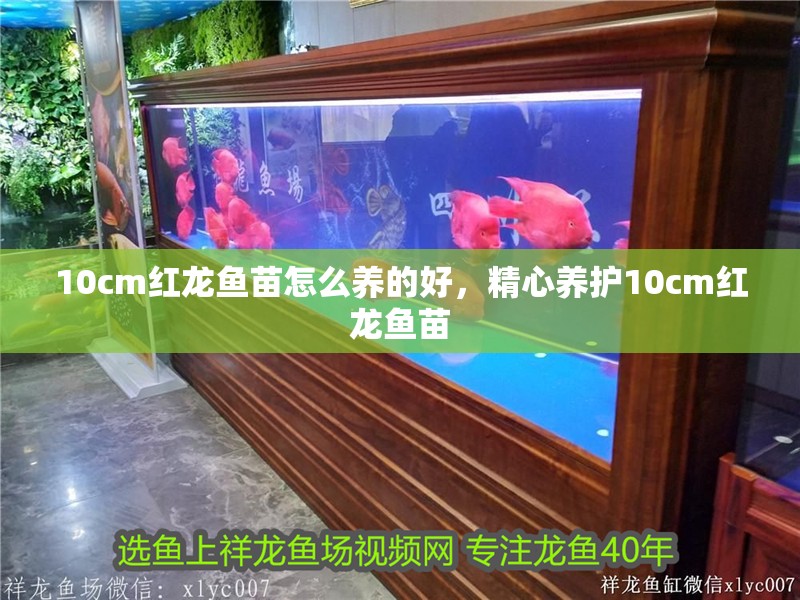 10cm紅龍魚苗怎么養的好，精心養護10cm紅龍魚苗 10cm紅龍魚苗怎么養的好，精心養護10cm紅龍魚苗 龍魚百科 第4張