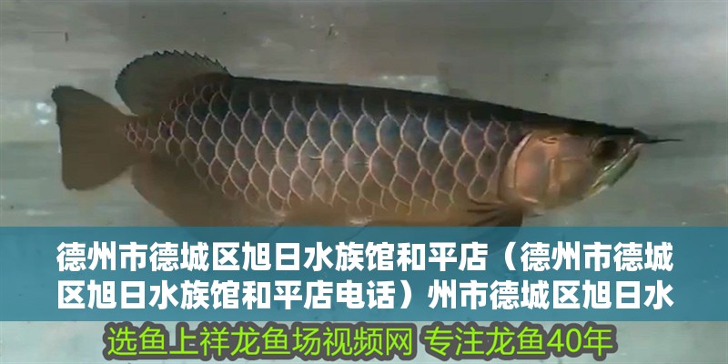 德州市德城區(qū)旭日水族館和平店(德州市德城區(qū)旭日水族館和平店電話)州市德城區(qū)旭日水族館和平店聯(lián)系方式及地址一覽 全國水族館企業(yè)名錄 第2張 德州市德城區(qū)旭日水族館和平店(德州市德城區(qū)旭日水族館和平店電話)州市德城區(qū)旭日水族館和平店聯(lián)系方式及地址一覽 德州市德城區(qū)旭日水族館和平店(德州市德城區(qū)旭日水族館和平店電話)州市德城區(qū)旭日水族館和平店聯(lián)系方式及地址一覽 全國水族館企業(yè)名錄 第2張