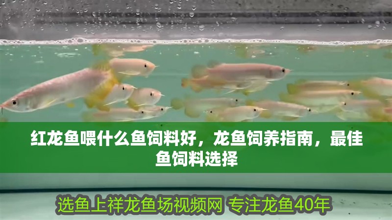 紅龍魚喂什么魚飼料好，龍魚飼養指南，最佳魚飼料選擇