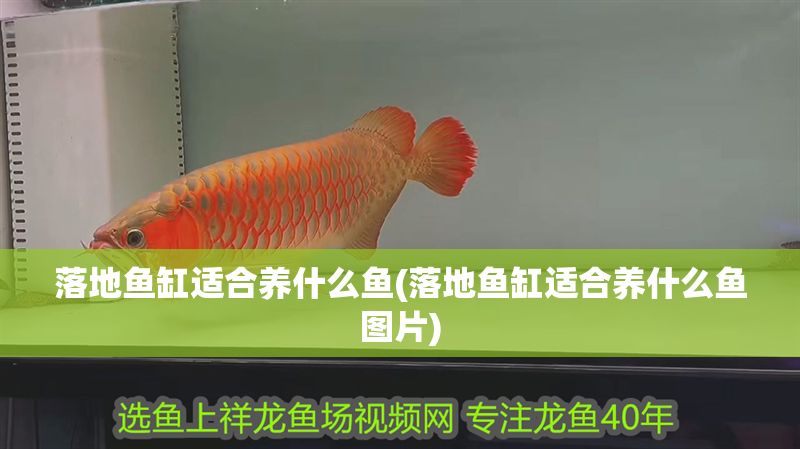 落地魚缸適合養什么魚(落地魚缸適合養什么魚圖片)