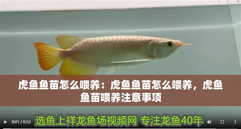 虎魚魚苗怎么喂養：虎魚魚苗怎么喂養，虎魚魚苗喂養注意事項