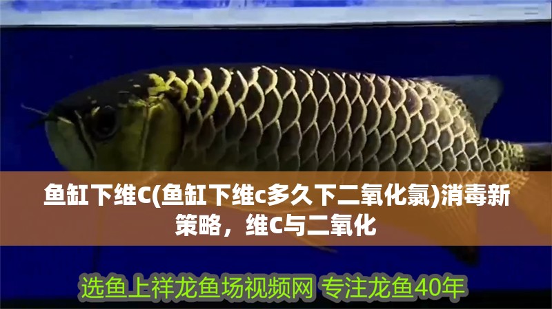 魚(yú)缸下維C(魚(yú)缸下維c多久下二氧化氯)消毒新策略，維C與二氧化
