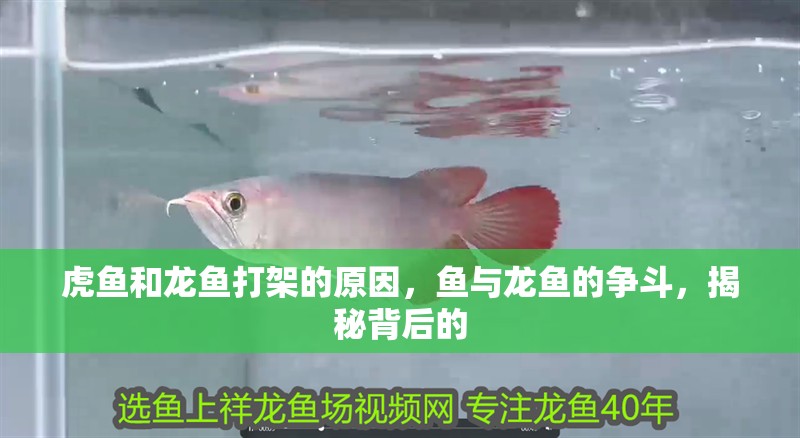 虎魚和龍魚打架的原因，魚與龍魚的爭斗，揭秘背后的