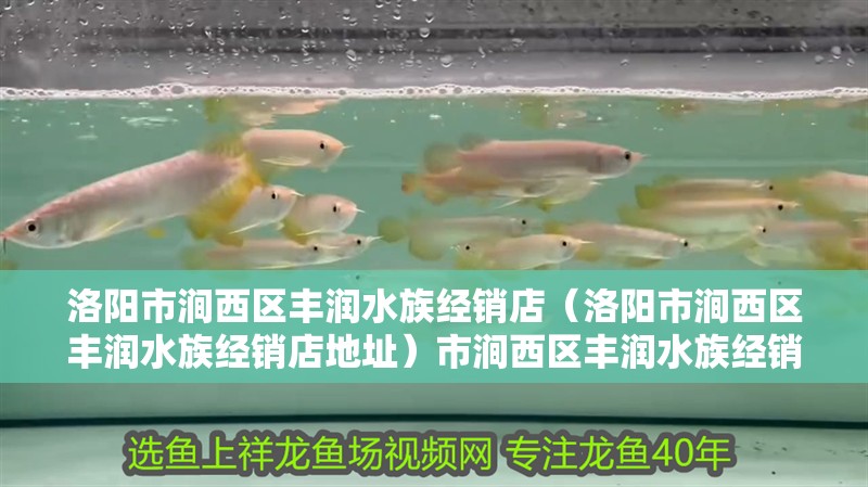 洛陽市澗西區豐潤水族經銷店（洛陽市澗西區豐潤水族經銷店地址）市澗西區豐潤水族經銷店地址及聯系方式一覽