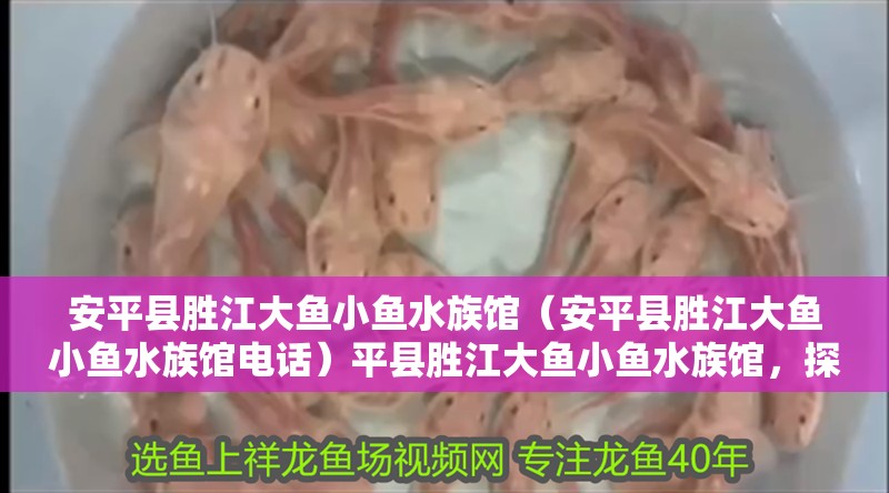 安平縣勝江大魚小魚水族館（安平縣勝江大魚小魚水族館電話）平縣勝江大魚小魚水族館，探索海洋生物