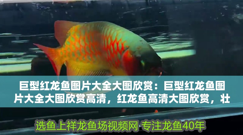 巨型紅龍魚圖片大全大圖欣賞：巨型紅龍魚圖片大全大圖欣賞高清，紅龍魚高清大圖欣賞，壯觀
