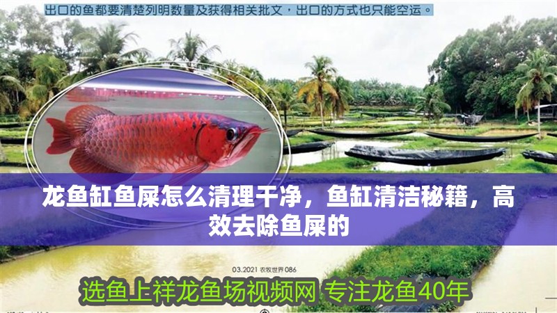 龍魚缸魚屎怎么清理干凈，魚缸清潔秘籍，高效去除魚屎的