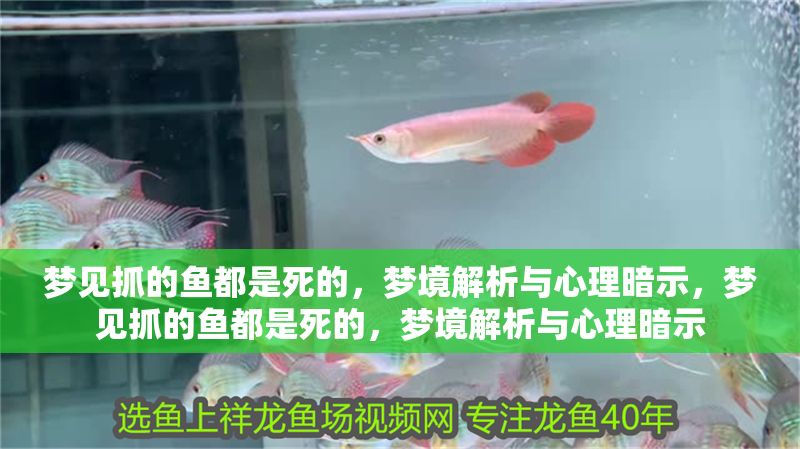 夢見抓的魚都是死的，夢境解析與心理暗示，夢見抓的魚都是死的，夢境解析與心理暗示 夢見抓的魚都是死的，夢境解析與心理暗示，夢見抓的魚都是死的，夢境解析與心理暗示 龍魚常見疾病 第1張