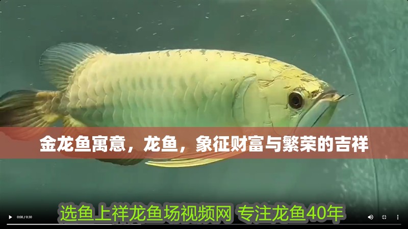 金龍魚寓意，龍魚，象征財富與繁榮的吉祥