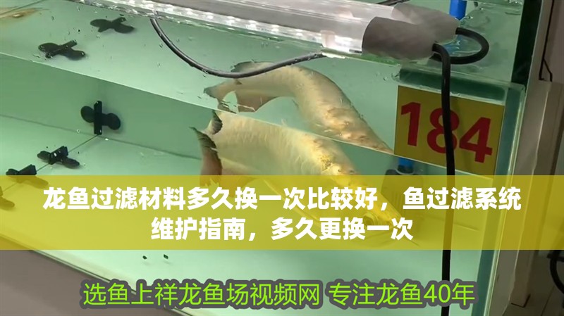龍魚過濾材料多久換一次比較好，魚過濾系統(tǒng)維護(hù)指南，多久更換一次