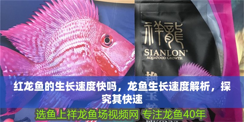 紅龍魚的生長速度快嗎，龍魚生長速度解析，探究其快速