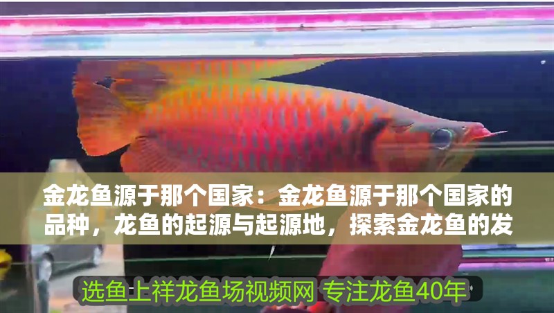 金龍魚源于那個(gè)國(guó)家：金龍魚源于那個(gè)國(guó)家的品種，龍魚的起源與起源地，探索金龍魚的發(fā)源