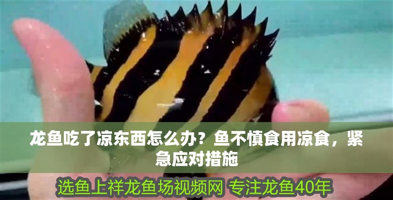 龍魚吃了涼東西怎么辦？魚不慎食用涼食，緊急應(yīng)對措施