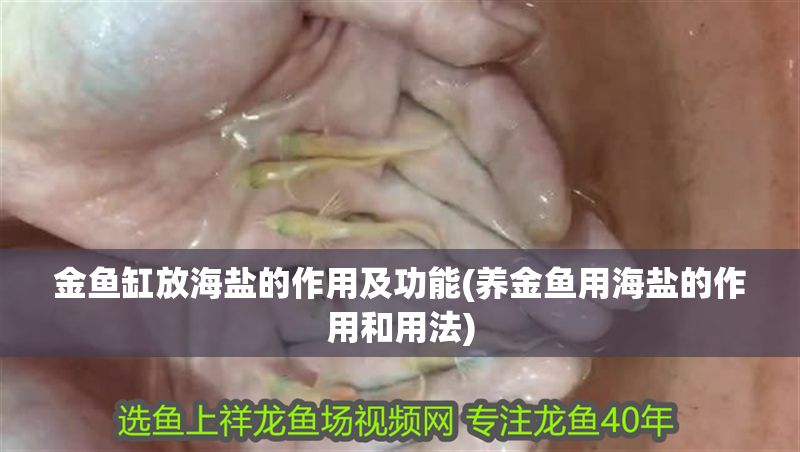金魚缸放海鹽的作用及功能(養金魚用海鹽的作用和用法)