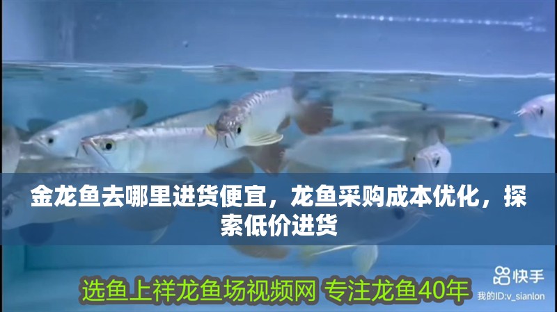 金龍魚去哪里進貨便宜，龍魚采購成本優(yōu)化，探索低價進貨