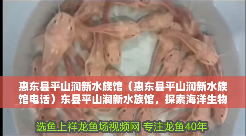 惠東縣平山潤新水族館（惠東縣平山潤新水族館電話）東縣平山潤新水族館，探索海洋生物的 惠東縣平山潤新水族館（惠東縣平山潤新水族館電話）東縣平山潤新水族館，探索海洋生物的 全國水族館企業名錄 第2張