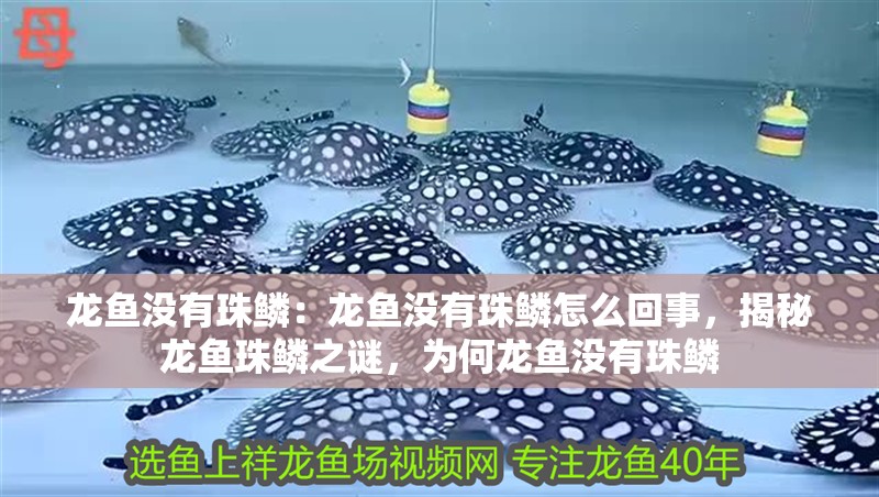 龍魚沒有珠鱗：龍魚沒有珠鱗怎么回事，揭秘龍魚珠鱗之謎，為何龍魚沒有珠鱗 龍魚沒有珠鱗：龍魚沒有珠鱗怎么回事，揭秘龍魚珠鱗之謎，為何龍魚沒有珠鱗 水族問答