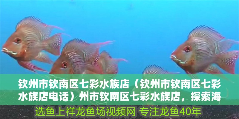 欽州市欽南區七彩水族店（欽州市欽南區七彩水族店電話）州市欽南區七彩水族店，探索海洋奧秘的