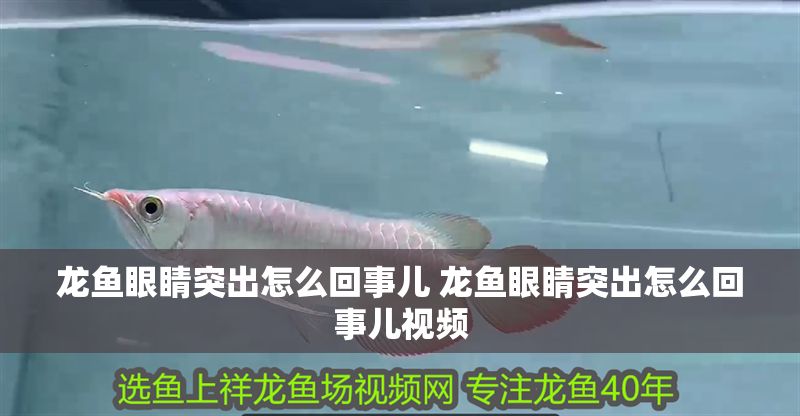龍魚眼睛突出怎么回事兒 龍魚眼睛突出怎么回事兒視頻