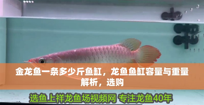 金龍魚一條多少斤魚缸，龍魚魚缸容量與重量解析，選購