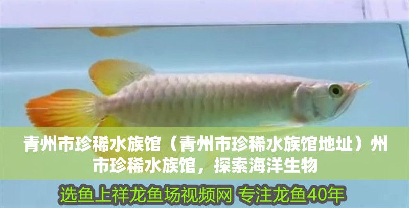 青州市珍稀水族館（青州市珍稀水族館地址）州市珍稀水族館，探索海洋生物 青州市珍稀水族館（青州市珍稀水族館地址）州市珍稀水族館，探索海洋生物 全國水族館企業(yè)名錄 第2張