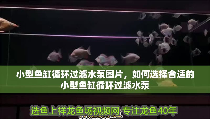 小型魚缸循環過濾水泵圖片，如何選擇合適的小型魚缸循環過濾水泵