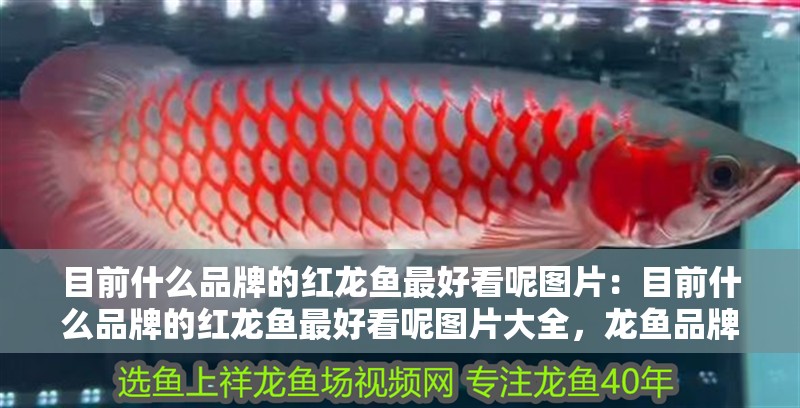 目前什么品牌的紅龍魚最好看呢圖片：目前什么品牌的紅龍魚最好看呢圖片大全，龍魚品牌推薦，尋找最美麗的紅