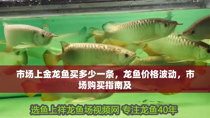 市場上金龍魚買多少一條，龍魚價格波動，市場購買指南及 市場上金龍魚買多少一條，龍魚價格波動，市場購買指南及 龍魚百科 第2張