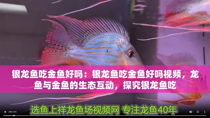 銀龍魚(yú)吃金魚(yú)好嗎：銀龍魚(yú)吃金魚(yú)好嗎視頻，龍魚(yú)與金魚(yú)的生態(tài)互動(dòng)，探究銀龍魚(yú)吃