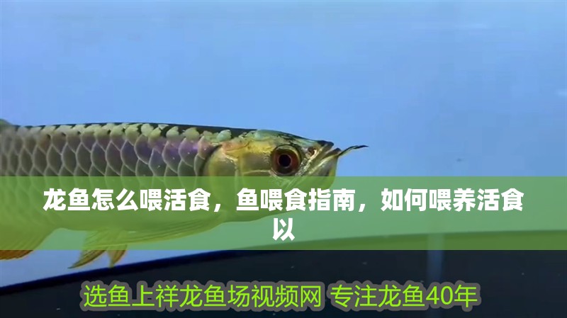 龍魚怎么喂活食，魚喂食指南，如何喂養活食以 龍魚怎么喂活食，魚喂食指南，如何喂養活食以 龍魚百科 第3張