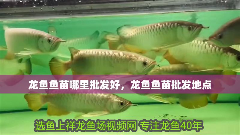 龍魚魚苗哪里批發(fā)好，龍魚魚苗批發(fā)地點(diǎn)