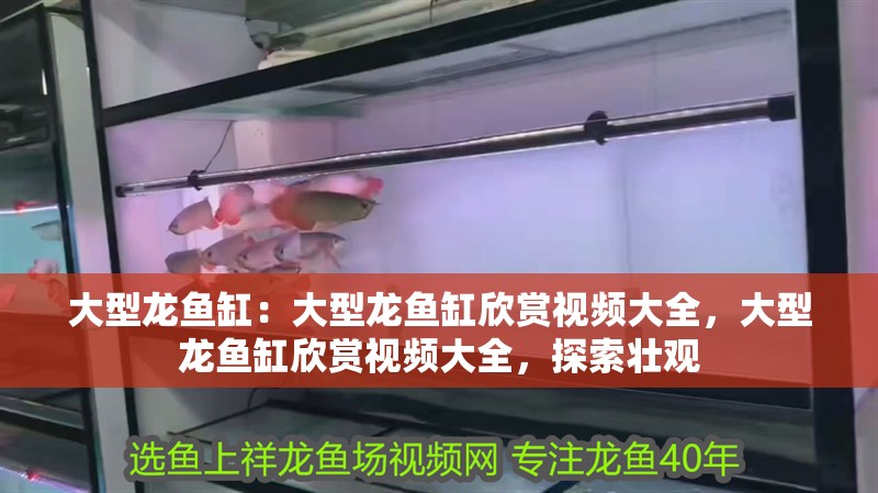 大型龍魚缸：大型龍魚缸欣賞視頻大全，大型龍魚缸欣賞視頻大全，探索壯觀
