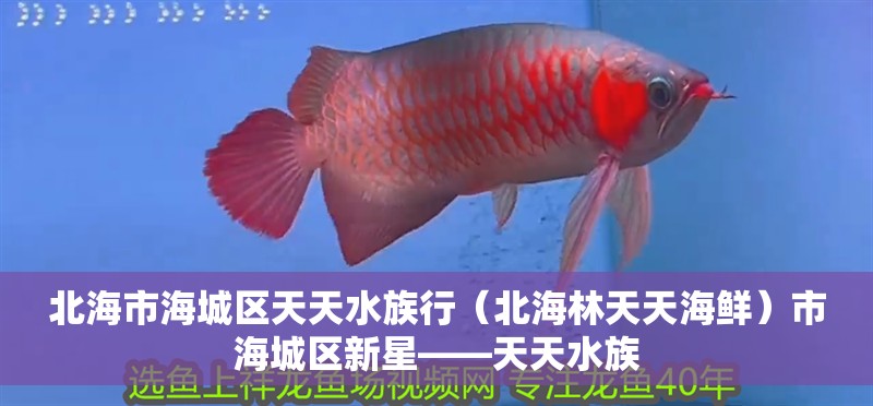 北海市海城區天天水族行（北海林天天海鮮）市海城區新星——天天水族 北海市海城區天天水族行（北海林天天海鮮）市海城區新星——天天水族 全國水族館企業名錄 第2張