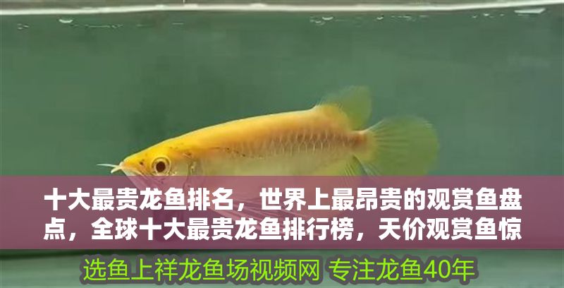 十大最貴龍魚排名，世界上最昂貴的觀賞魚盤點，全球十大最貴龍魚排行榜，天價觀賞魚驚艷盤點