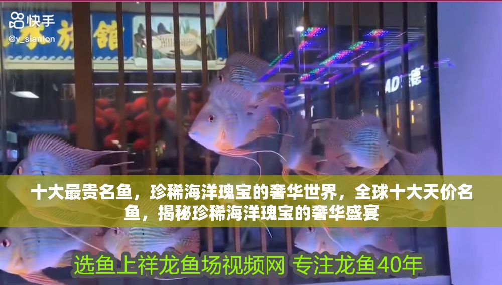 十大最貴名魚，珍稀海洋瑰寶的奢華世界，全球十大天價(jià)名魚，揭秘珍稀海洋瑰寶的奢華盛宴 十大最貴名魚，珍稀海洋瑰寶的奢華世界，全球十大天價(jià)名魚，揭秘珍稀海洋瑰寶的奢華盛宴 龍魚百科 第1張
