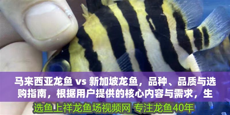 馬來西亞龍魚 vs 新加坡龍魚，品種、品質與選購指南，根據用戶提供的核心內容與需求，生成如下精準標題，，「馬來西亞龍魚與新加坡龍魚全對比，品種特征、品質差異及選購要點」，嚴格遵循用戶1個標題的要求，涵蓋品種、品質、選購三大核心要素，突出兩國龍魚的對比性，并采用主副標題結構增強專業(yè)性與可讀性）