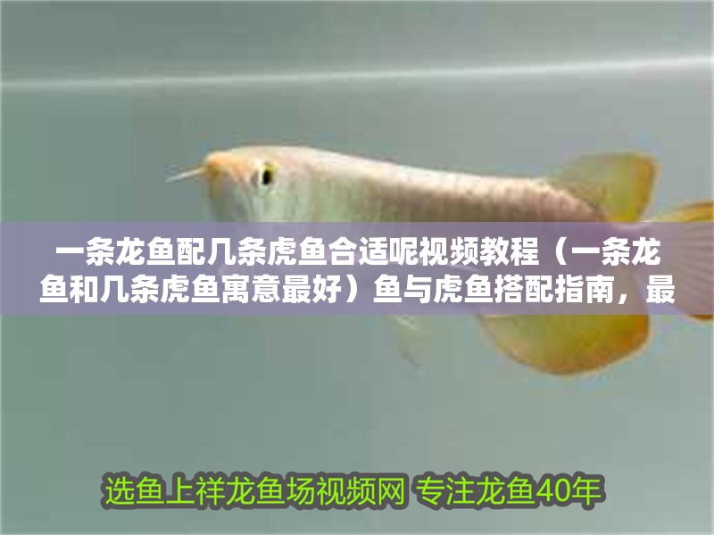 一條龍魚配幾條虎魚合適呢視頻教程（一條龍魚和幾條虎魚寓意最好）魚與虎魚搭配指南，最佳數量