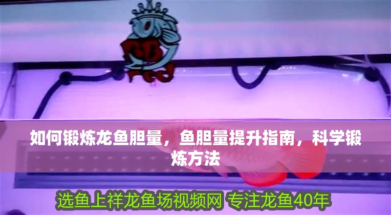 如何鍛煉龍魚(yú)膽量，魚(yú)膽量提升指南，科學(xué)鍛煉方法 如何鍛煉龍魚(yú)膽量，魚(yú)膽量提升指南，科學(xué)鍛煉方法 龍魚(yú)百科 第2張