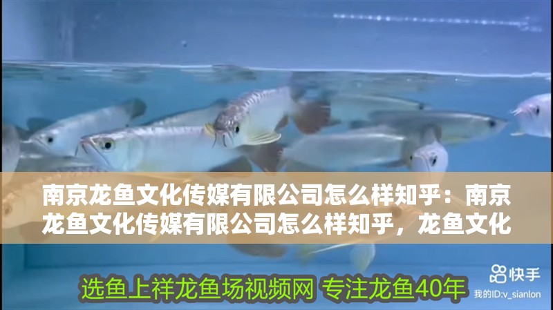 南京龍魚文化傳媒有限公司怎么樣知乎：南京龍魚文化傳媒有限公司怎么樣知乎，龍魚文化傳媒有限公司，知乎上的用戶