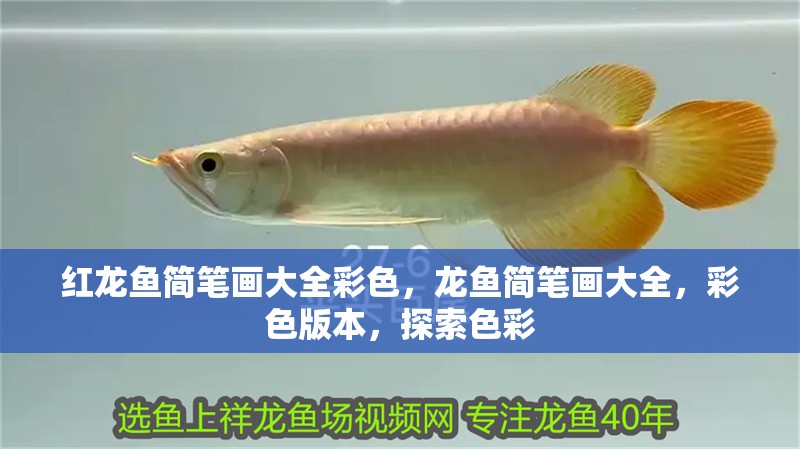 紅龍魚簡筆畫大全彩色，龍魚簡筆畫大全，彩色版本，探索色彩
