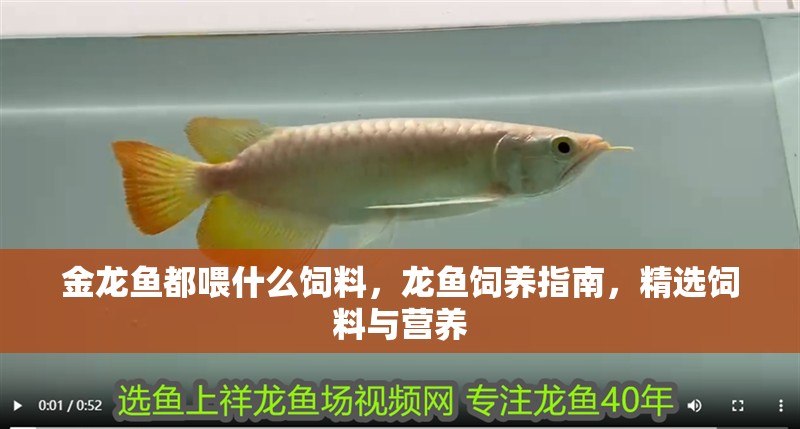 金龍魚都喂什么飼料，龍魚飼養指南，精選飼料與營養 金龍魚都喂什么飼料，龍魚飼養指南，精選飼料與營養 龍魚百科 第2張