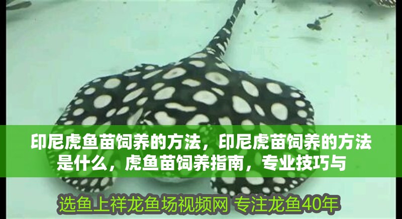 印尼虎魚苗飼養(yǎng)的方法，印尼虎苗飼養(yǎng)的方法是什么，虎魚苗飼養(yǎng)指南，專業(yè)技巧與