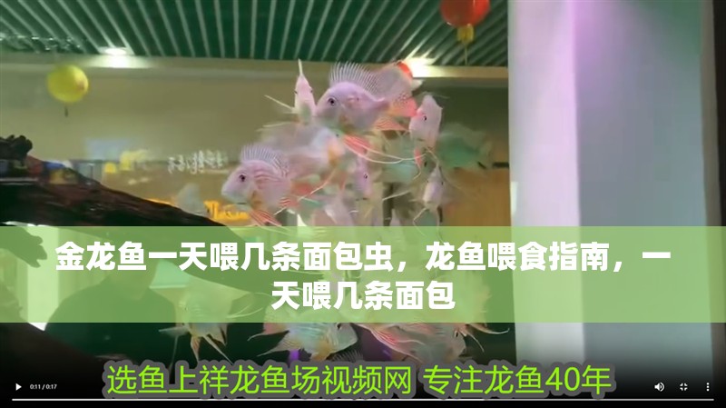 金龍魚一天喂幾條面包蟲，龍魚喂食指南，一天喂幾條面包