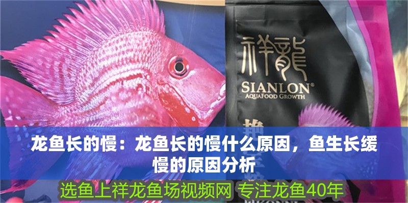 龍魚長的慢：龍魚長的慢什么原因，魚生長緩慢的原因分析 龍魚長的慢：龍魚長的慢什么原因，魚生長緩慢的原因分析 水族問答
