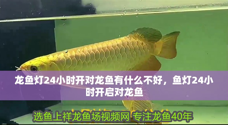 龍魚燈24小時開對龍魚有什么不好，魚燈24小時開啟對龍魚