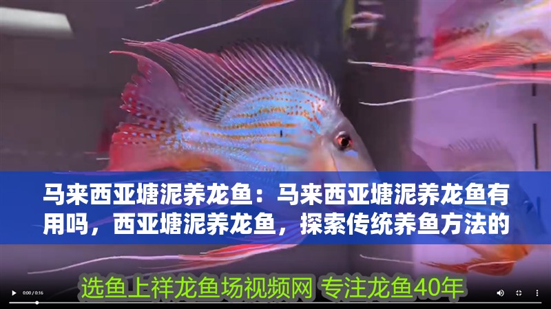 馬來西亞塘泥養龍魚：馬來西亞塘泥養龍魚有用嗎，西亞塘泥養龍魚，探索傳統養魚方法的有效性與