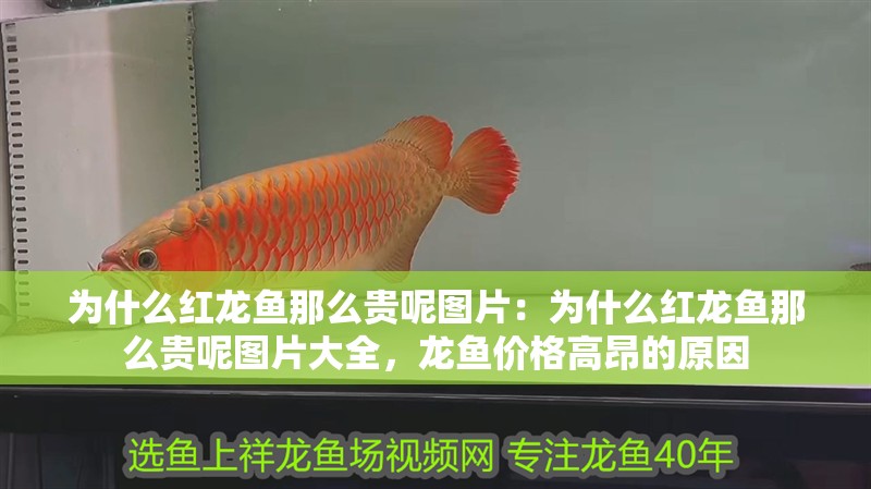 為什么紅龍魚那么貴呢圖片：為什么紅龍魚那么貴呢圖片大全，龍魚價格高昂的原因